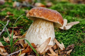 Mushroom in forest Porcino, bolete, boletus.White mushroom on green background.Natural white mushroom growing in a forest.