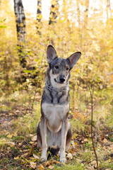 Brown and white short-haired mongrel dog is sitting on autumn grass and leaves during a walk in a park.