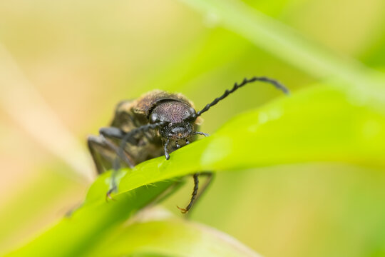 Dark purple beetle (Ctenicera pectionicornis) sitting on a plant. Dark insect in its habitat. Insect detailed portrait with soft green background. Wildlife scene from nature. Czech Republic