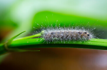 Caterpillar on green stalk on the tree