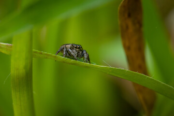 Jumping spider (Salticidae) sitting on a blade of grass. Cute small brown spider in its habitat. Insect detailed portrait with soft green background. Wildlife scene from nature. Czech Republic