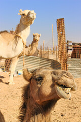 Camels in a Saharan refugee camp