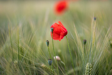 poppies in the field