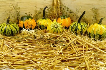 Multicolored decorative pumpkins lie on straw, background