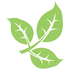 
Oval shaped moringa leaves placed in symmetry making a leaf design 
