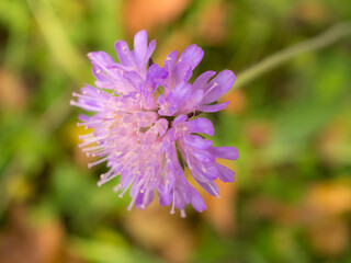 purple wildflower close up