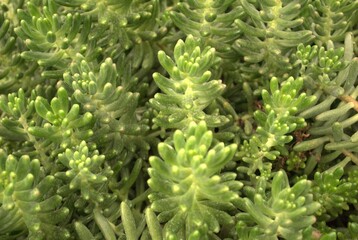 Close up plants