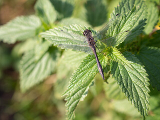 black dragonfly on green leaves