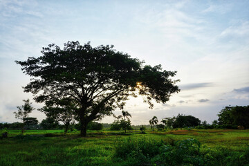 Fototapeta premium tree in the field