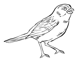 Hand drawn illustration of a bird, detailed clip art isolated on white background.