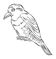 Hand drawn illustration of a bird, detailed clip art isolated on white background.