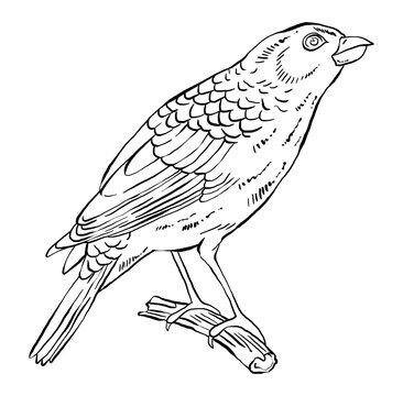 recommend clip art: Hand drawn illustration of a bird, detailed clip art isolated on white background.