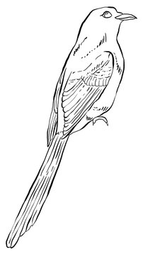 recommend clip art: Hand drawn illustration of a bird, detailed clip art isolated on white background.