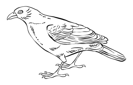 recommend clip art: Hand drawn illustration of a bird, detailed clip art isolated on white background.
