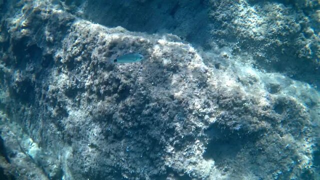 View of the saddled seabream, Oblada melanura, also called the saddle bream or oblade