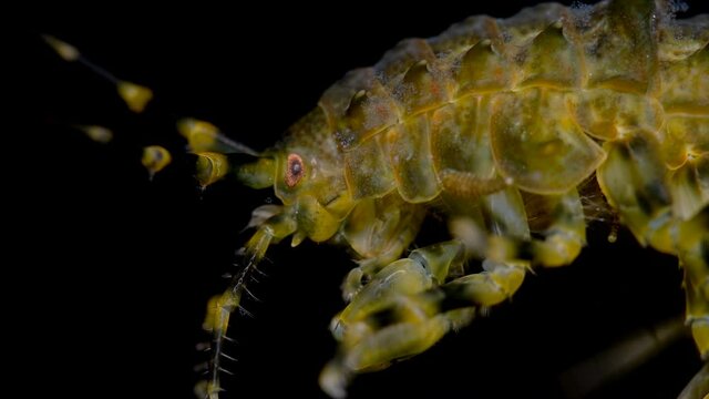 Amphipoda Pallasea cancellus under the microscope, family Pallaseidae, endemic species living on Lake Baikal, parasitic leeches are visible on the body