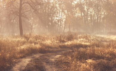 Rural landscape with fog and sunlight. Autumn scenery with pale colors.