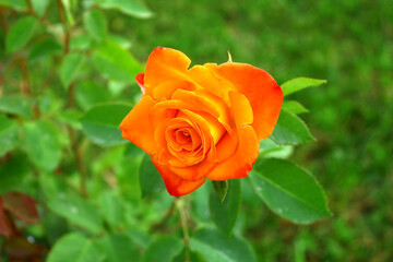 In the garden, a single orange-yellow tea rose.
