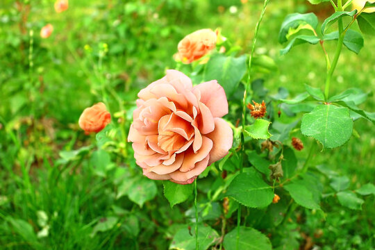 Single scarlet pink rose in the garden. Coco loco variety, close-up.