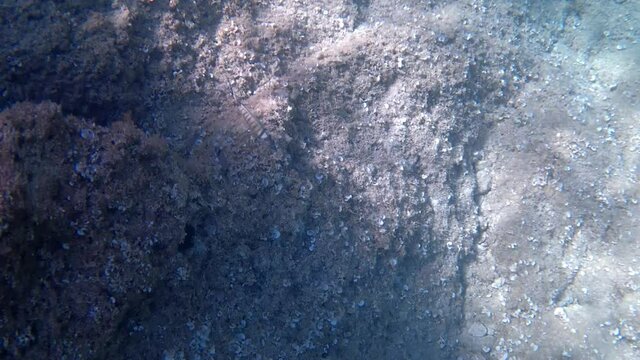 View of the common two-banded sea bream, Diplodus vulgaris