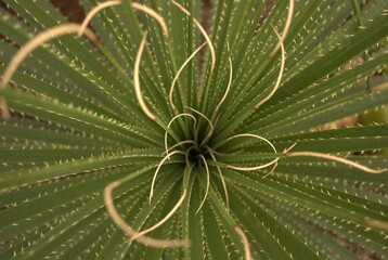 Flowers, plants, texture