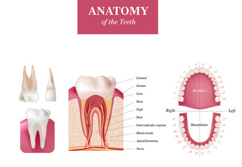 Dental set. Adult international tooth numbering chart. Universal numbering system. Tooth Anatomy vector Dental Infographics. Realistic White Tooth Mockup. Medical poster. Vector illustration. 