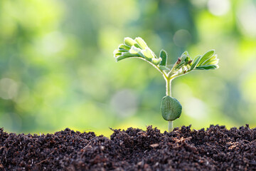 New life concept. Young plant in the morning light on defocused nature background