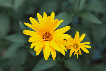 Yellow flowers similar to chamomile on a background of green leaves