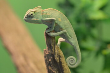 Chameleon young