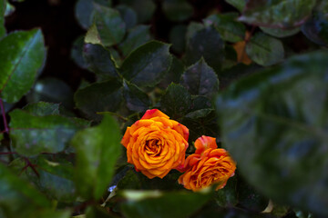 ornange rose in the garden