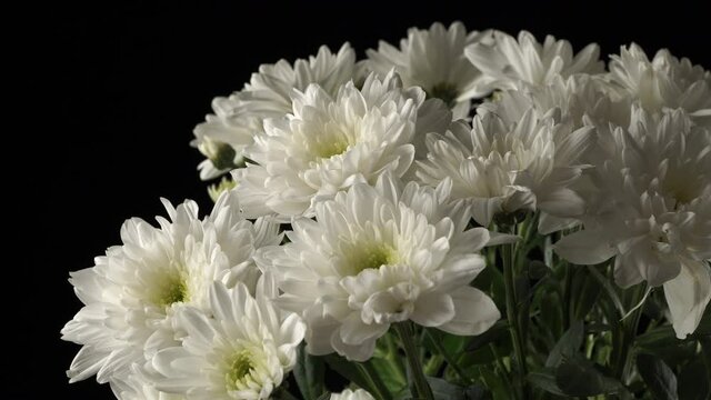 White chrysanthemums close-up on a black background.