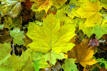 autumn leaves background