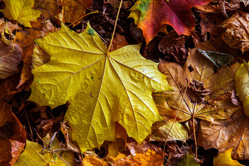 autumn leaves on the ground