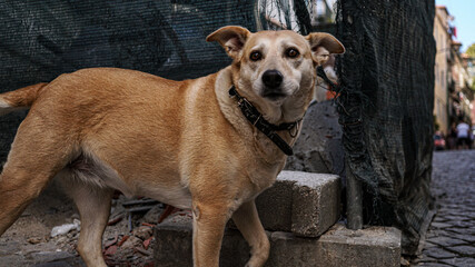 dog on the street