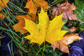 Obraz premium autumn leaves