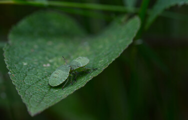 the odor of the green