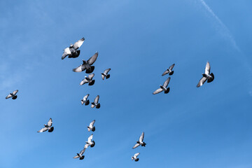 Flock of birds swarming on blue sky.