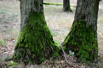 oak grove with stump restoration, when the forest is cut down and allowed to grow from the stumps...