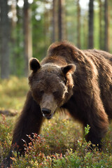 brown bear portrait in the forest