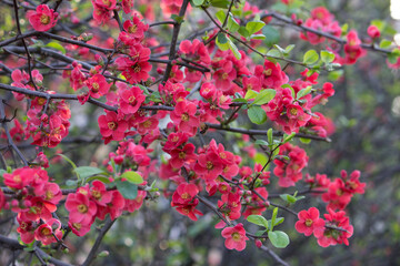 Quince flower close-up on a bush. Spring flowering trees.