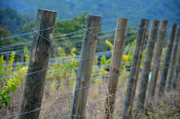 tasting of white wine between the columns of the vineyard in autumn when the wine matures in rows...