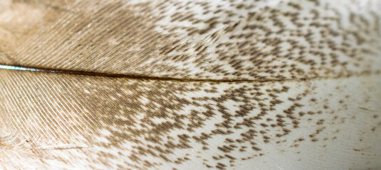 white and brown bird feather with visible details