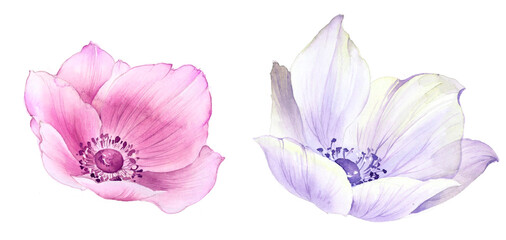 Flowers watercolor illustration. Manual composition. Big Set watercolor elements.