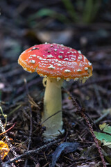 Fly agaric (Amaníta) is a genus of mycorrhizal lamellar fungi of the Amanitaceae family.