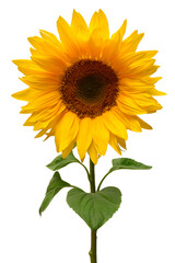 Sunflower isolated on white background. Sun symbol. Flowers yellow, agriculture. Seeds and oil. Flat lay, top view. Bio. Eco. Creative