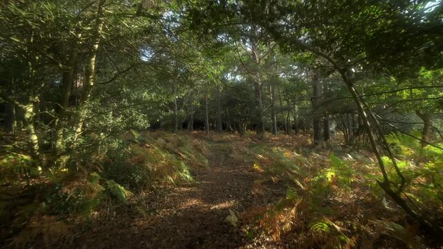 english forest steadicam moving shot