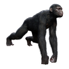 3D Rendering Chimpanzee on White