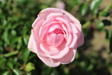 可憐に咲く一輪の薔薇