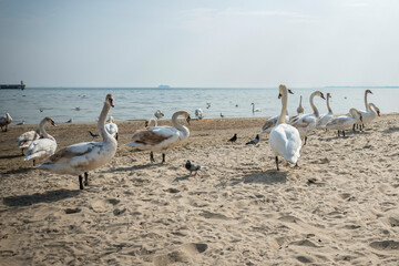 dzikie młode łabędzie na plaży Sopocie, Polska	