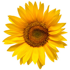 Fototapeta premium Sunflower head isolated on white background. Sun symbol. Flowers yellow, agriculture. Seeds and oil. Flat lay, top view. Bio. Eco. Creative